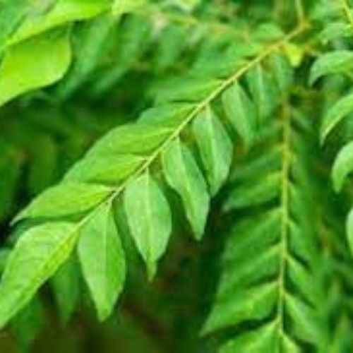 Murraya Koenigii (Curry leaf) Plant